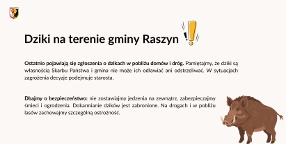 Dziki na terenie gminy – co warto wiedzieć?