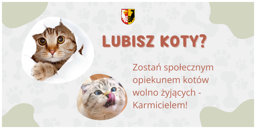 Lubisz koty? 